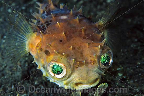 Rounded Porcupinefish photo