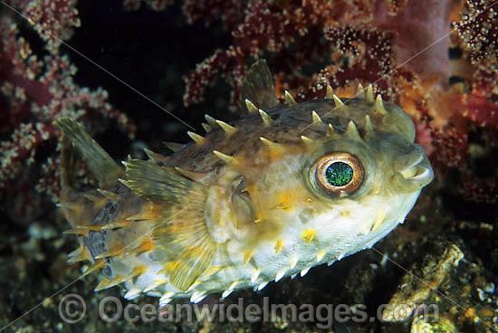 Rounded Porcupinefish Cyclichthys orbicularis photo