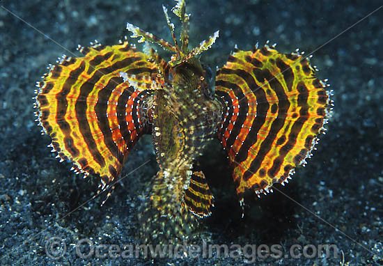 Dwarf Lionfish yellow and red photo