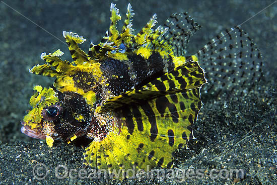 Dwarf Lionfish (Dendrochirus brachypterus). This species is highly variable and has many colour variations. Found on offshore reefs throughout the Indo-West Pacific. Photo taken at Lembeh Strait, Sulawesi, Indonesia Photo - Gary Bell Dwarf Lionfish (Dendrochirus brachypterus). This species is highly variable and has many colour variations. Found on offshore reefs throughout the Indo-West Pacific. Photo taken at Lembeh Strait, Sulawesi, Indonesia Photo - Gary Bell