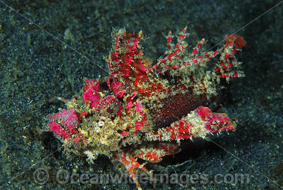 Demon Stinger Scorpionfish (Inimicus didactylus). Also known as Devilfish and Demon Stinger. This fish has venomous spines and can inflict painful stings. Found throughout the Indo-Pacific. Photo taken at Lembeh Strait, Sulawesi, Indonesia Photo - Gary Bell Demon Stinger Scorpionfish (Inimicus didactylus). Also known as Devilfish and Demon Stinger. This fish has venomous spines and can inflict painful stings. Found throughout the Indo-Pacific. Photo taken at Lembeh Strait, Sulawesi, Indonesia Photo - Gary Bell