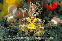 Demon Stinger Scorpionfish Inimicus didactylus Photo - Gary Bell