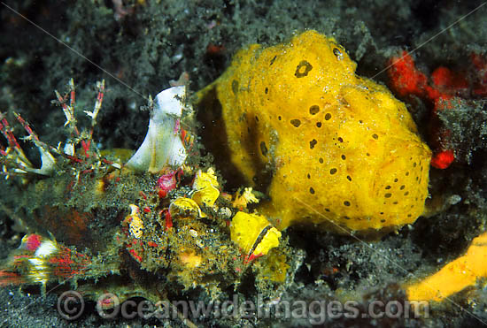 Demon Stinger Scorpionfish photo