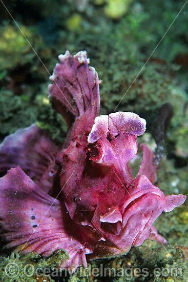 Paddle-flap Scorpionfish Rhinopias eschmeyeri photo