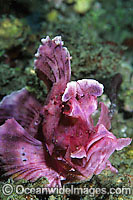 Paddle-flap Scorpionfish Rhinopias eschmeyeri Photo - Gary Bell