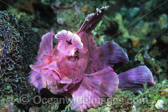 Paddle-flap Scorpionfish (Rhinopias eschmeyeri). Found throughout the Indo-West Pacific. Photo taken at Lembeh Strait, Sulawesi, Indonesia Photo - Gary Bell Paddle-flap Scorpionfish (Rhinopias eschmeyeri). Found throughout the Indo-West Pacific. Photo taken at Lembeh Strait, Sulawesi, Indonesia Photo - Gary Bell