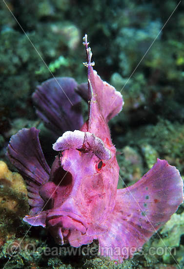 Paddle-flap Scorpionfish photo