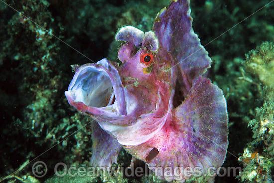 Paddle-flap Scorpionfish Rhinopias eschmeyeri photo