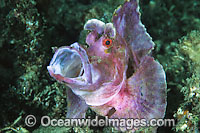 Paddle-flap Scorpionfish Rhinopias eschmeyeri Photo - Gary Bell