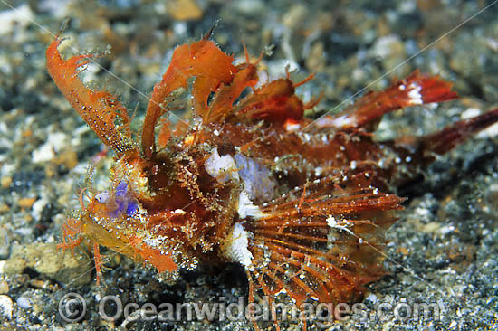 Ambon scorpionfish Pteroidichthys amboinensis photo