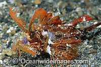 Ambon scorpionfish Pteroidichthys amboinensis Photo - Gary Bell