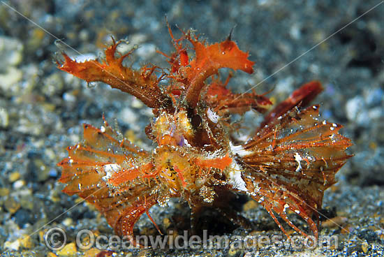 Ambon scorpionfish photo Ambon scorpionfish photo