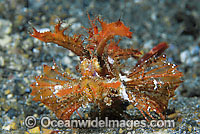 Ambon scorpionfish Photo - Gary Bell