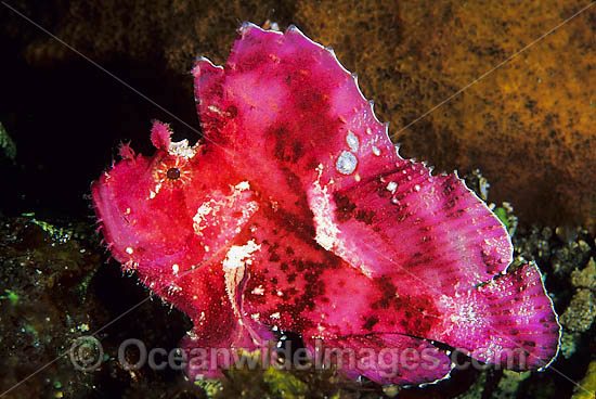 Leaf Scorpionfish pink phase photo