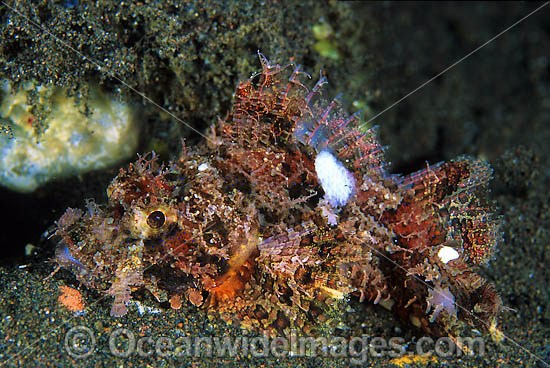 Small-scale Scorpionfish Scorpaenopsis oxycephala photo