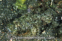 Scorpionfish Scorpaenopsis oxycephala Photo - Gary Bell
