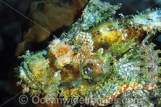 Small-scale Scorpionfish Scorpaenopsis oxycephala photo