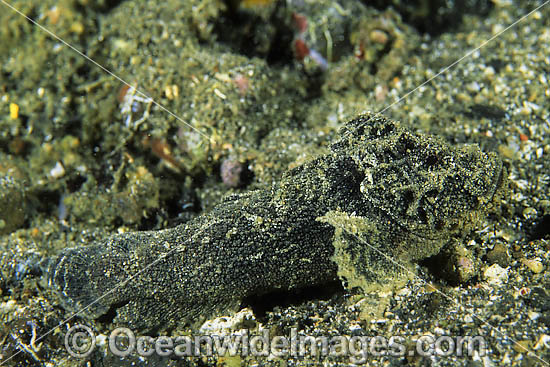 Black Velvetfish photo Black Velvetfish photo