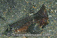 Spiny Leaf-fish Ablabys macracanthus Photo - Gary Bell
