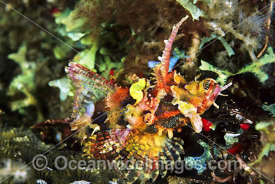 Yellow-nose Scorpionfish Scorpaenopsis novaeguinea photo