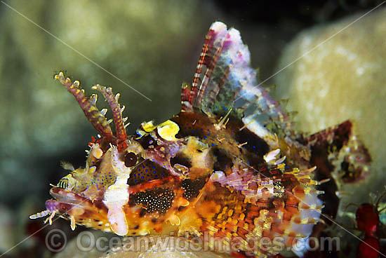 Yellow-nose Scorpionfish photo