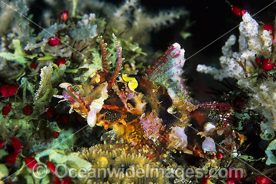 Scorpionfish Scorpaenopsis novaeguinea photo Scorpionfish Scorpaenopsis novaeguinea photo