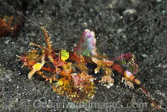 Yellow-nose Scorpionfish photo