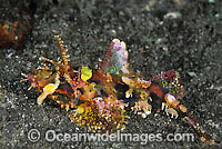 Yellow-nose Scorpionfish Photo - Gary Bell