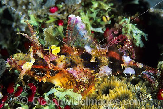 Scorpionfish Scorpaenopsis novaeguinea photo