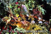 Scorpionfish Scorpaenopsis novaeguinea Photo - Gary Bell