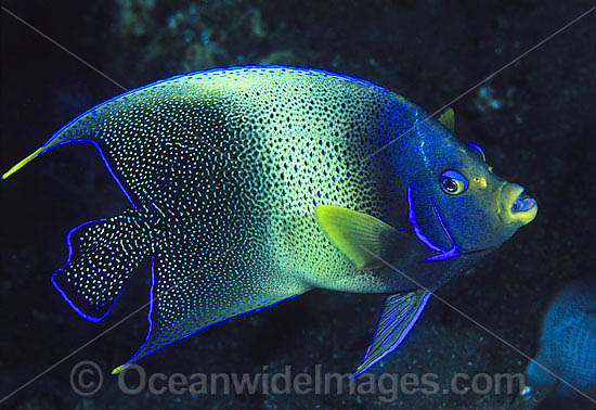 Blue Angelfish photo