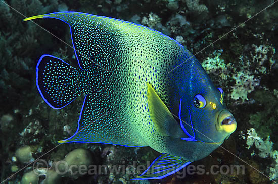 Blue Angelfish (Pomacanthus semicirculatus). Also known as Semi-circle Angelfish and Half-circled Angelfish. Found throughout Indo-West Pacific, including Great Barrier Reef, Australia. Geographical variations occur. Photo - Gary Bell Blue Angelfish (Pomacanthus semicirculatus). Also known as Semi-circle Angelfish and Half-circled Angelfish. Found throughout Indo-West Pacific, including Great Barrier Reef, Australia. Geographical variations occur. Photo - Gary Bell