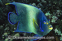 Blue Angelfish Pomacanthus semicirculatus Photo - Gary Bell