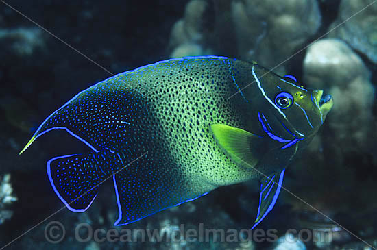 Blue Angelfish Pomacanthus semicirculatus photo