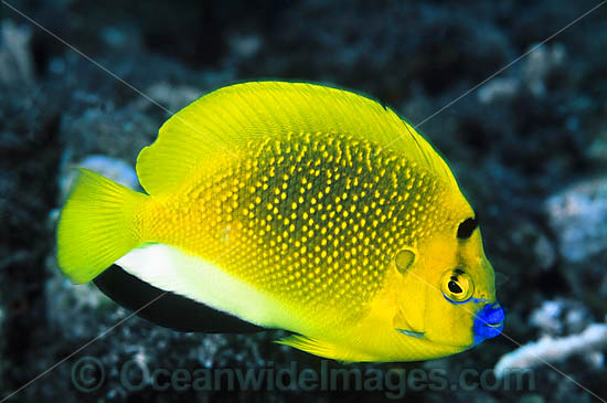 Three-spot Angelfish Apolemichthys trimaculatus photo