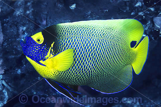 Blue-face Angelfish Pomacanthus xanthometopon photo