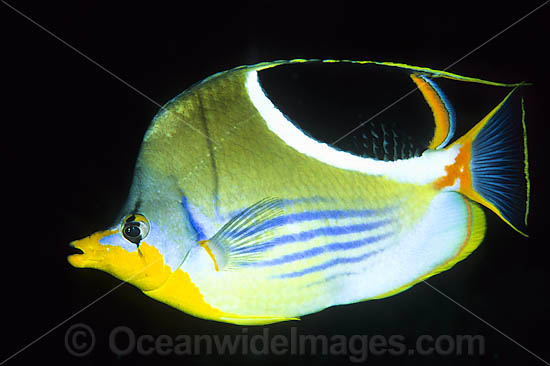 Saddled Butterflyfish (Chaetodon ephippium). Found throughout West-Pacific and eastern Indian Ocean, including the Great Barrier Reef, Australia Photo - Gary Bell