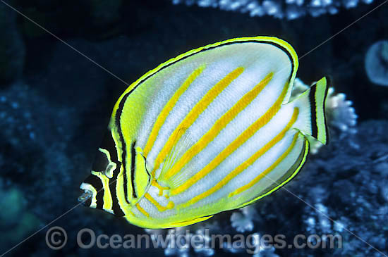 Ornate Butterflyfish Chaetodon ornatissimus photo