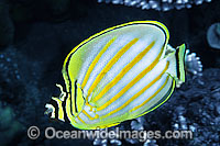 Ornate Butterflyfish Chaetodon ornatissimus Photo - Gary Bell