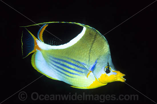 Saddled Butterflyfish (Chaetodon ephippium). Found throughout West-Pacific and eastern Indian Ocean, including the Great Barrier Reef, Australia Photo - Gary Bell Saddled Butterflyfish (Chaetodon ephippium). Found throughout West-Pacific and eastern Indian Ocean, including the Great Barrier Reef, Australia Photo - Gary Bell