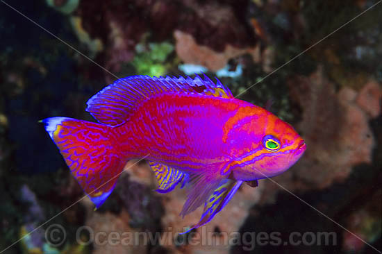 Twin-spot Basslet (Pseudanthias bimaculatus) - male. Found on deep water drop-offs and reefs throughout the Indian Ocean, east to Bali. Photo taken at Tulamben, Bali, Indonesia Photo - Gary Bell Twin-spot Basslet (Pseudanthias bimaculatus) - male. Found on deep water drop-offs and reefs throughout the Indian Ocean, east to Bali. Photo taken at Tulamben, Bali, Indonesia Photo - Gary Bell