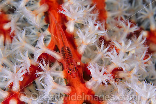 Soft-coral Goby (Pleurosicya boldinghi). Found in association with Dendronephya soft corals throughout the Indo-West Pacific, including north-western Australia Photo - Gary Bell Soft-coral Goby (Pleurosicya boldinghi). Found in association with Dendronephya soft corals throughout the Indo-West Pacific, including north-western Australia Photo - Gary Bell