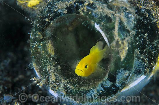 Yellow Pygmy-goby (Lubricogobius exiguus) - sheltering in a bottle. Found in Japan to Indonesia. Photo taken at Lembeh Strait, Sulawesi, Indonesia Photo - Gary Bell