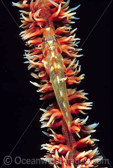 Sea-whip Goby (Bryaninops yongei). Found in association with sea-whip coral (Cirrhipathesanguinea) throughout the Indo-West Pacific, including Great Barrier Reef, Australia Photo - Gary Bell