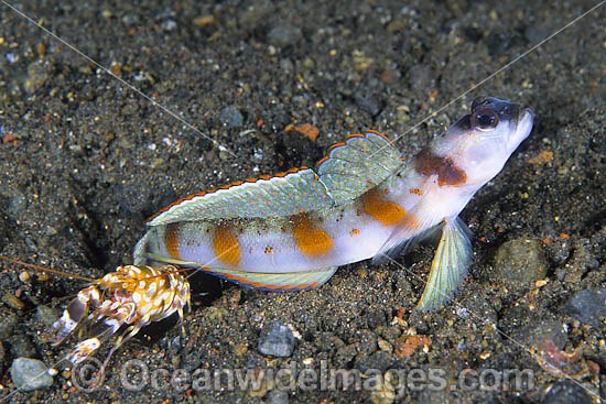 Eye-brow Shrimp-goby (Amblyeleotris sp.) - with Shrimp (Alpheus bellulus). Goby lives in association with snapping shrimps. Found on sandy and muddy substrates in coastal bays and estuaries throughout Indonesia. Photo taken at Tulamben, Bali Photo - Gary Bell
