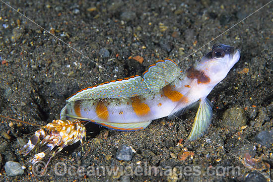 Eye-brow Shrimp-goby (Amblyeleotris sp.) - with Shrimp (Alpheus bellulus). Goby lives in association with snapping shrimps. Found on sandy and muddy substrates in coastal bays and estuaries throughout Indonesia. Photo taken at Tulamben, Bali Photo - Gary Bell Eye-brow Shrimp-goby (Amblyeleotris sp.) - with Shrimp (Alpheus bellulus). Goby lives in association with snapping shrimps. Found on sandy and muddy substrates in coastal bays and estuaries throughout Indonesia. Photo taken at Tulamben, Bali Photo - Gary Bell