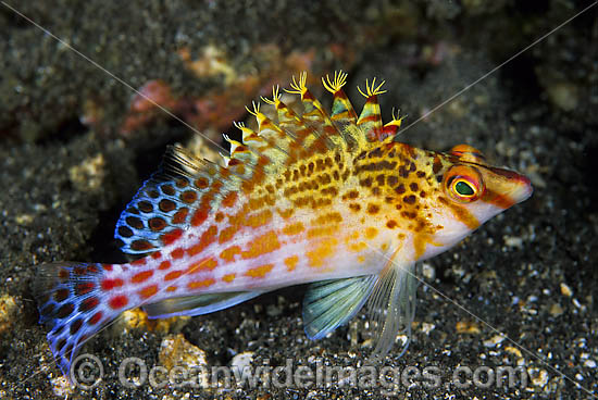 Coral Hawkfish Cirrhitichthys falco photo