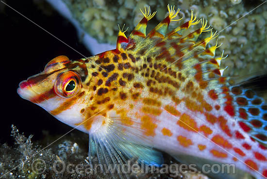 Hawkfish Cirrhitichthys falco photo Hawkfish Cirrhitichthys falco photo