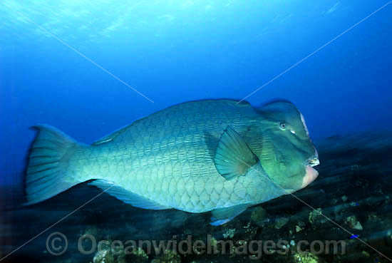 Humphead Parrotfish Bolbometopon muricatum photo