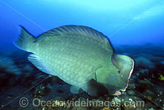 Humphead Parrotfish feeding on coral photo